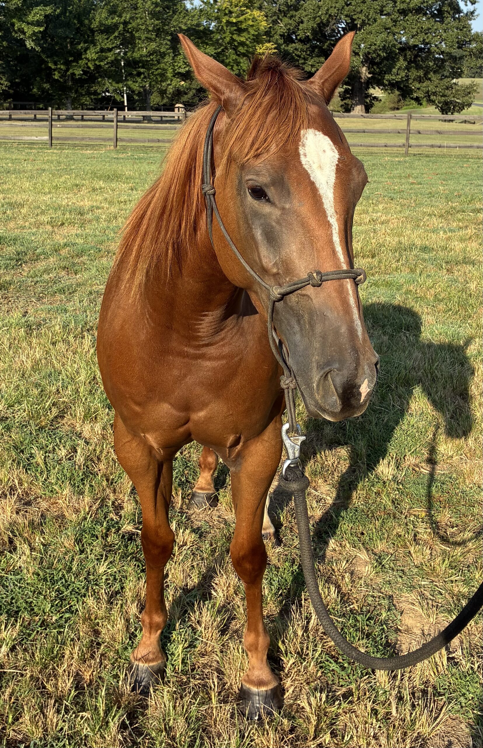 Stout Young Gelding With All The Buttons, 3yo Quarter Horse gelding, 14.3hh