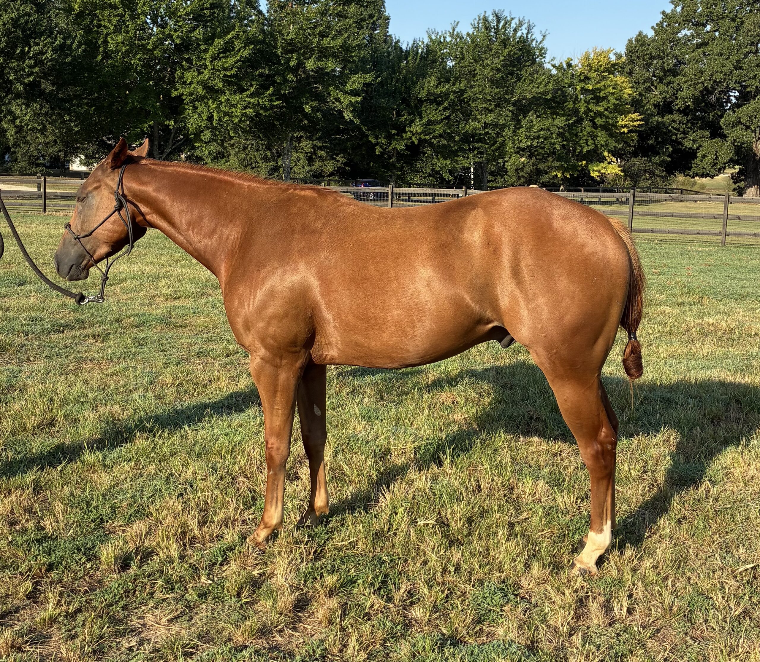 Stout Young Gelding With All The Buttons, 3yo Quarter Horse gelding, 14.3hh