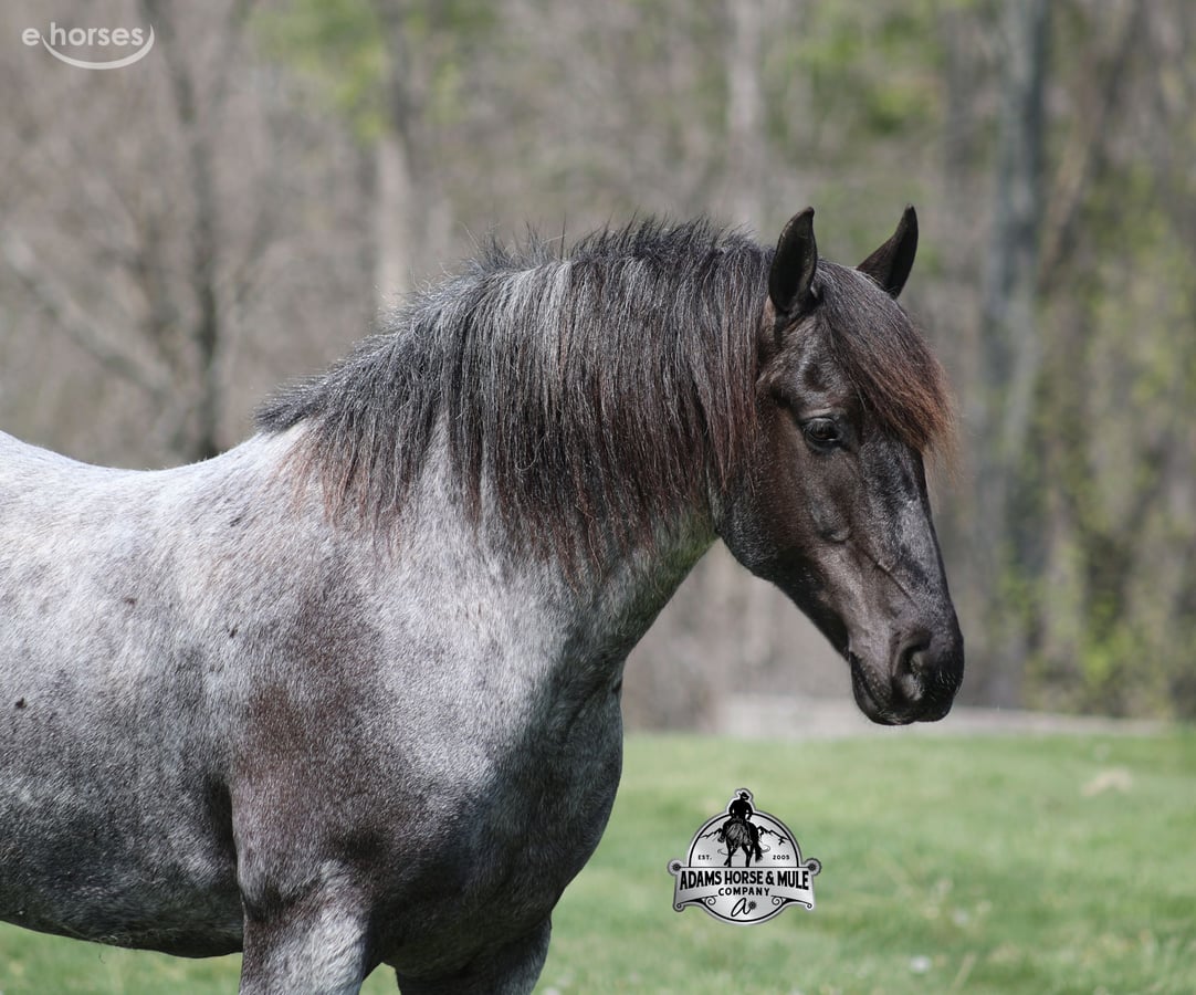 American Quarter Horse, 8yo American Quarter Horse gelding, 16hh