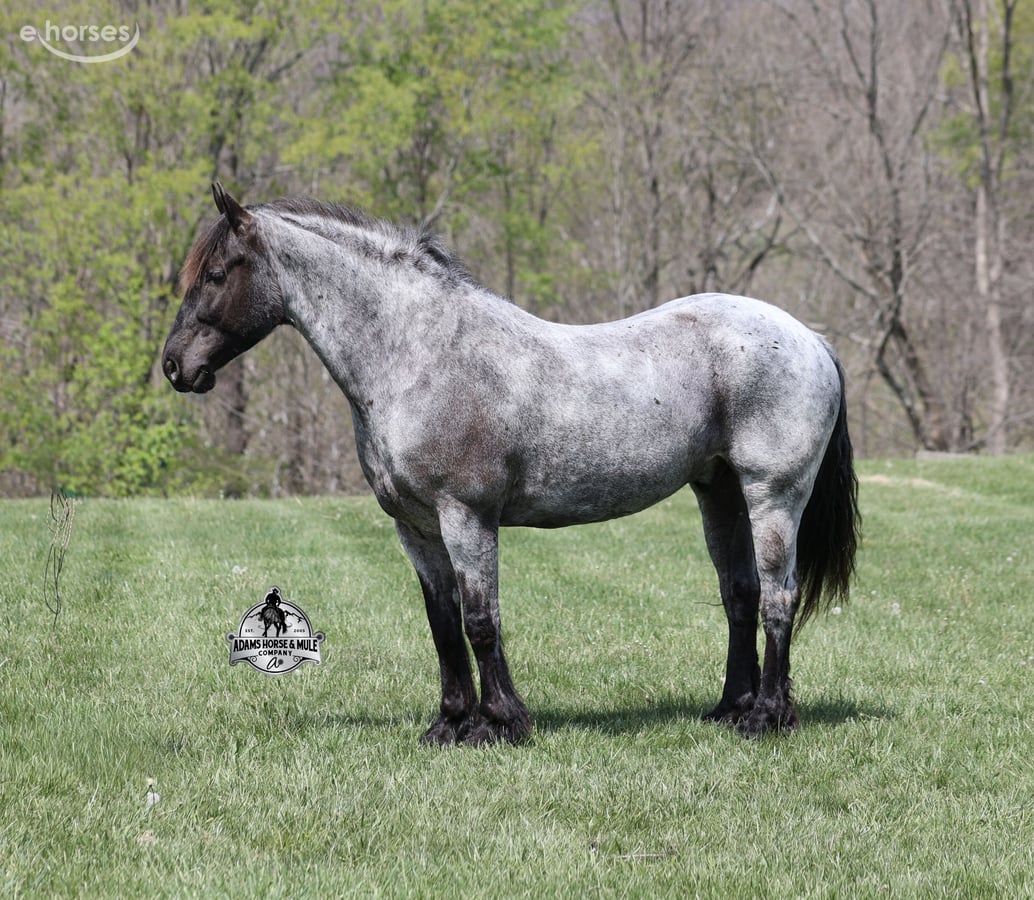 American Quarter Horse, 8yo American Quarter Horse gelding, 16hh
