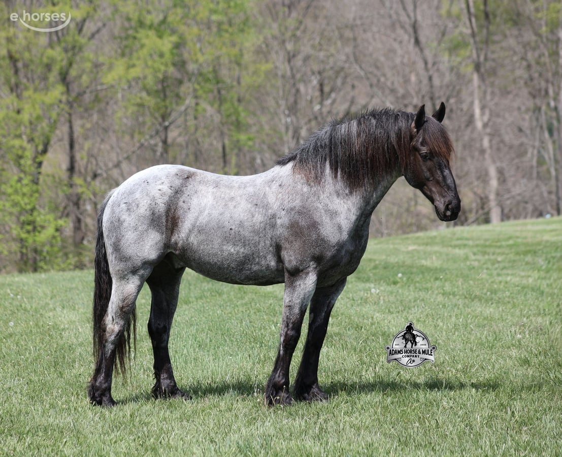 American Quarter Horse, 8yo American Quarter Horse gelding, 16hh