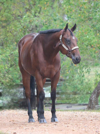 DOUBBLE DEUCE (Chuck), 9yo AQHA Quarter Horse gelding, 15.3hh