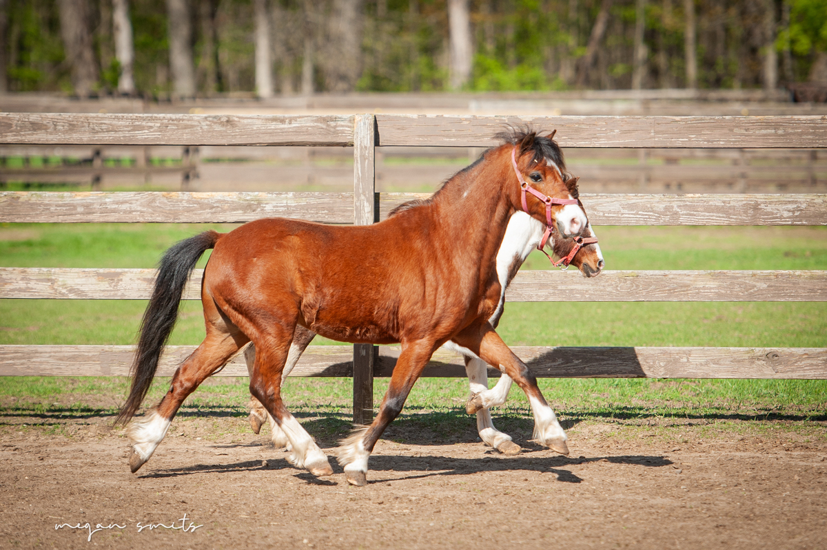 Blaze, 9yo Shetland Pony gelding, 11.1hh