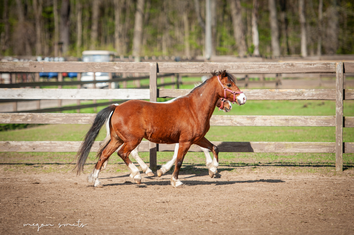 Blaze, 9yo Shetland Pony gelding, 11.1hh