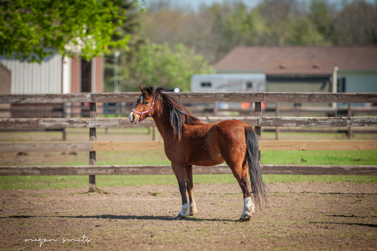 Blaze, 9yo Shetland Pony gelding, 11.1hh