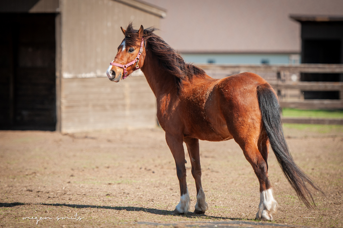 Blaze, 9yo Shetland Pony gelding, 11.1hh
