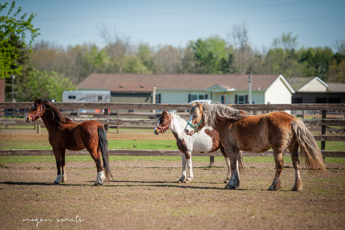 Blaze, 9yo Shetland Pony gelding, 11.1hh