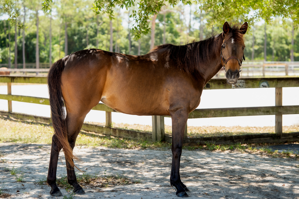 Calypso (Strategically), 10yo Thoroughbred mare, 16.0hh