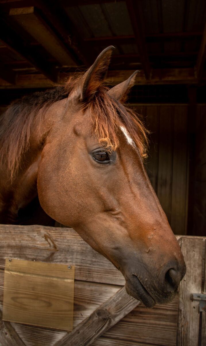 Calypso (Strategically), 10yo Thoroughbred mare, 16.0hh