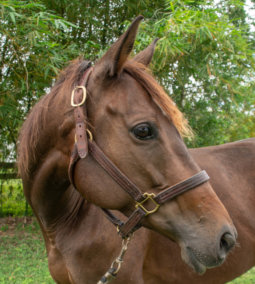 Calypso (Strategically), 10yo Thoroughbred mare, 16.0hh