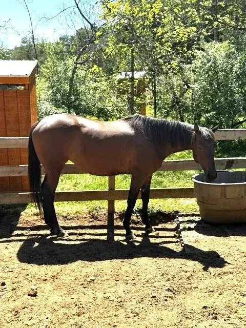 R Working Girl, 8yo Thoroughbred mare, 16.2hh