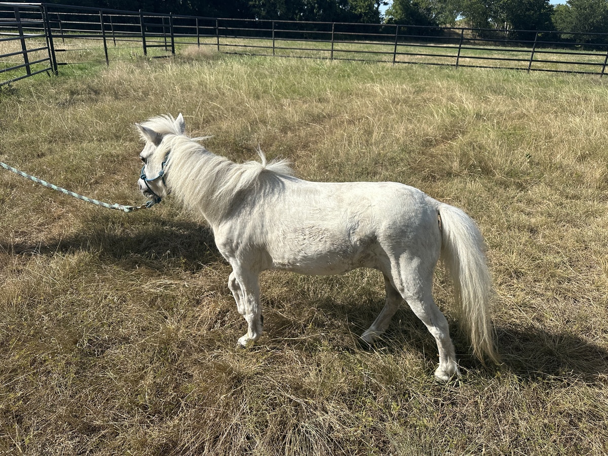 Snowball, 20yo Miniature Horse mare, 9.0hh