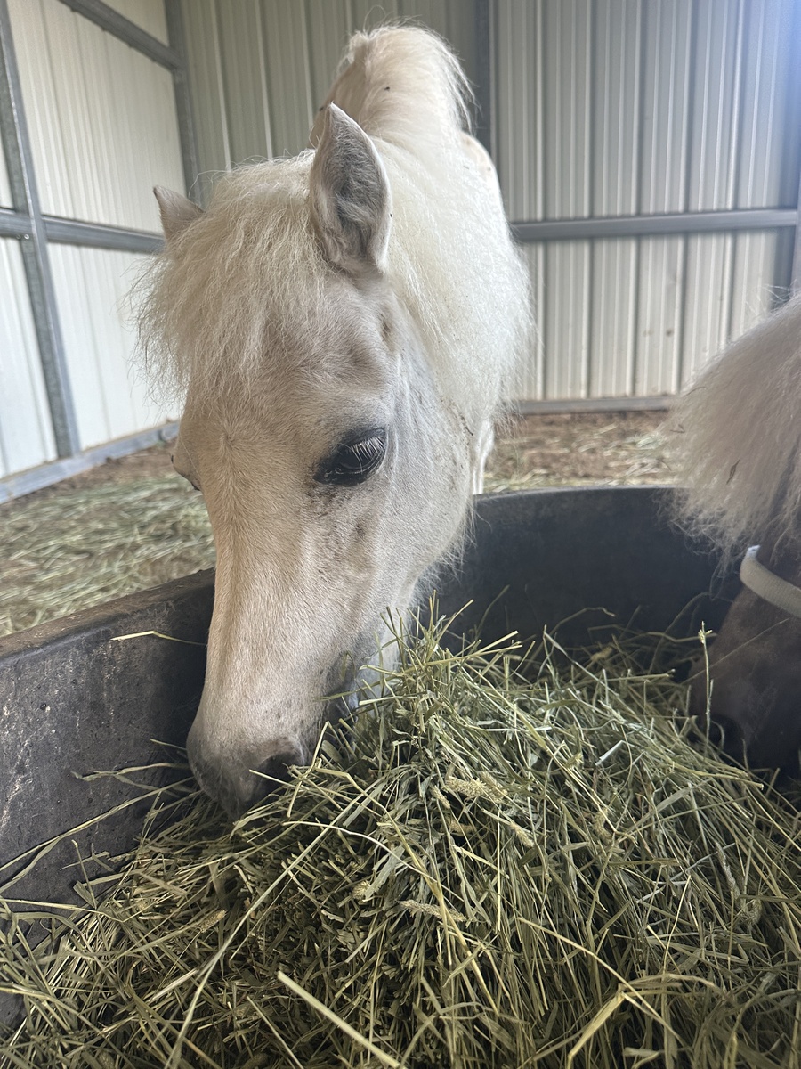 Snowball, 20yo Miniature Horse mare, 9.0hh