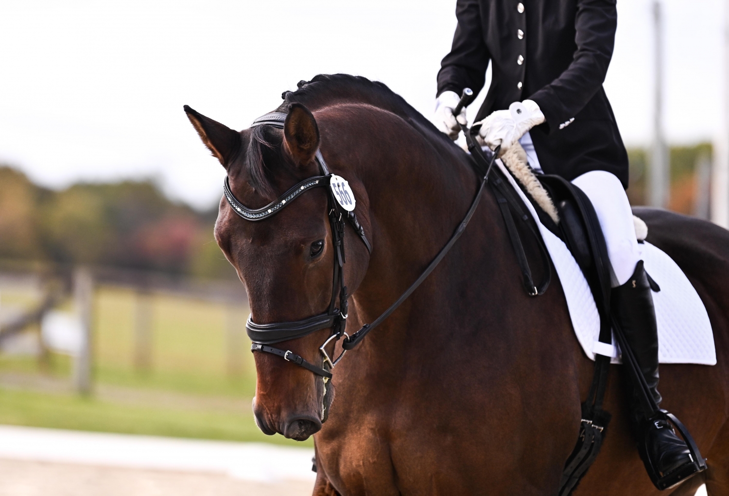 Jacek, 5yo Oldenburg gelding, 17.1hh