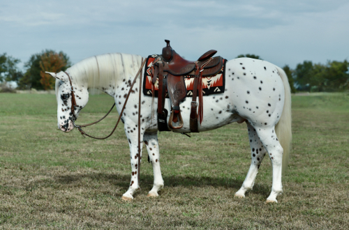 Believe Your Eyes (Myles), 14yo Pony of Americas gelding, 14.2hh