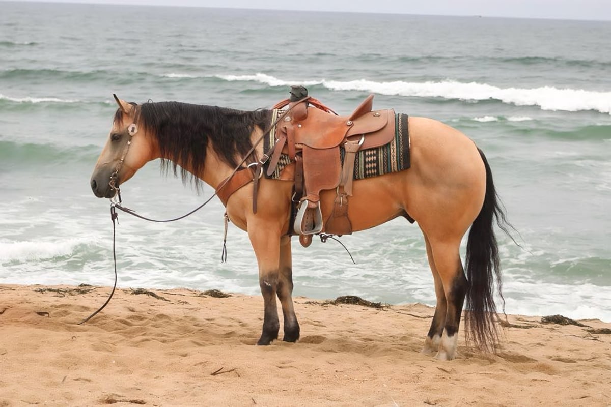 American Quarter Horse, 8yo American Quarter Horse gelding