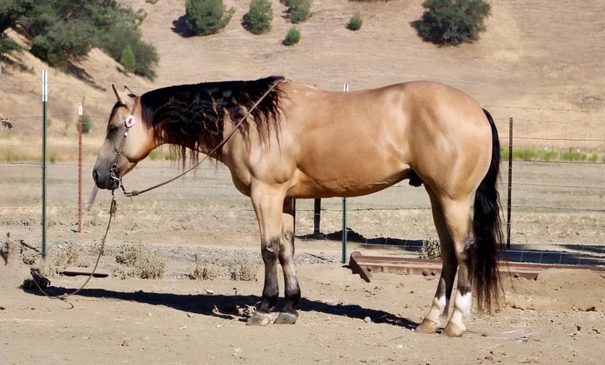 American Quarter Horse, 8yo American Quarter Horse gelding