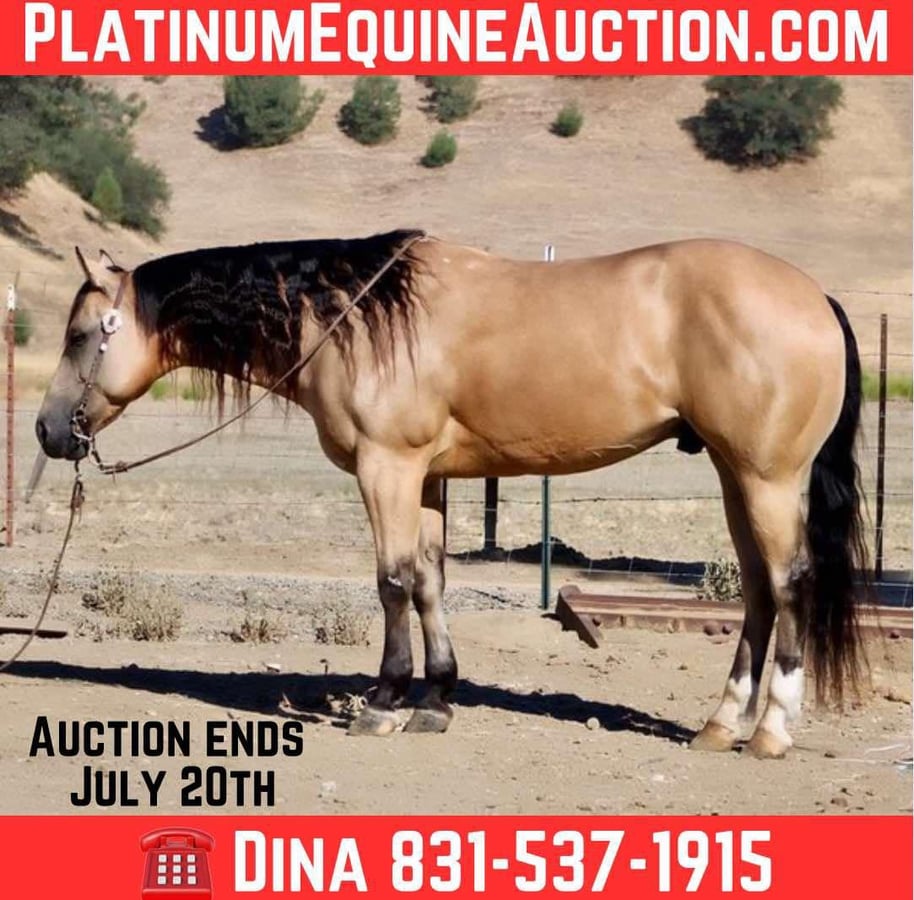 American Quarter Horse, 8yo American Quarter Horse gelding