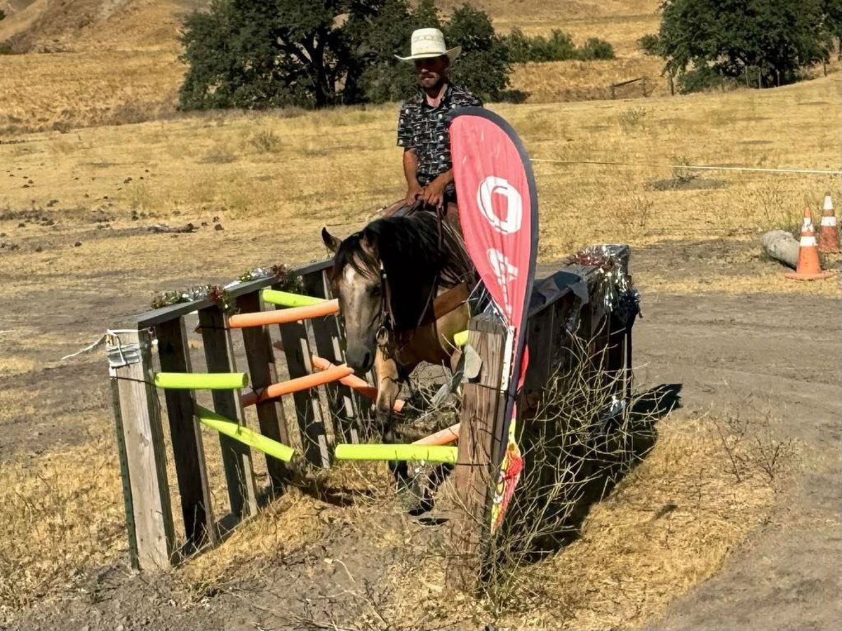 American Quarter Horse, 8yo American Quarter Horse gelding