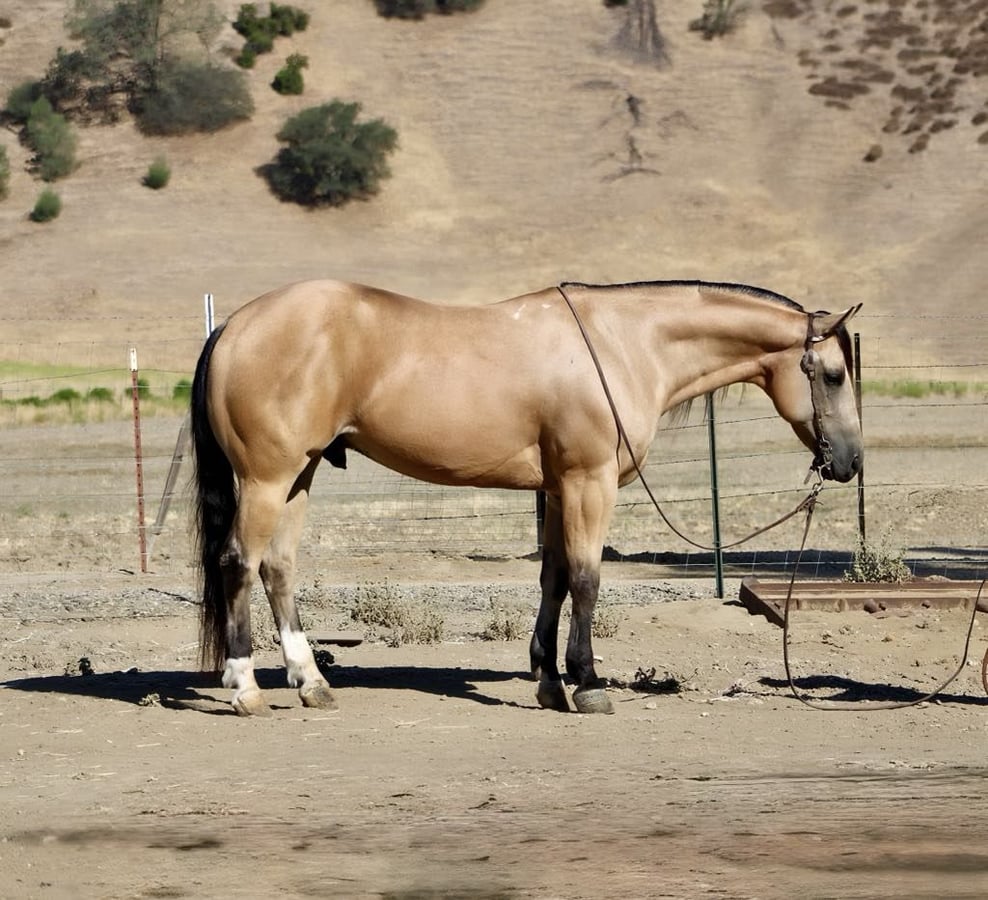 American Quarter Horse, 8yo American Quarter Horse gelding
