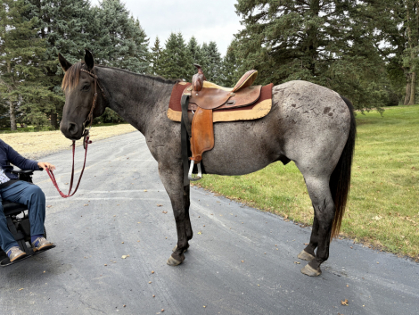Medora Blue Perk, 16yo AQHA Quarter Horse AQHA Quarter Horse Appendix gelding
