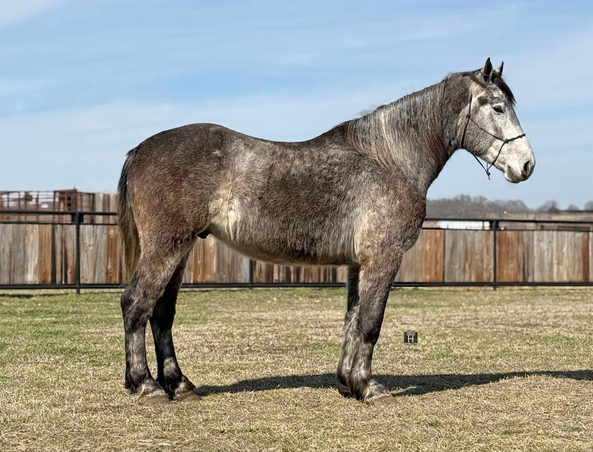 Percheron, 5yo Percheron gelding, 16.1hh