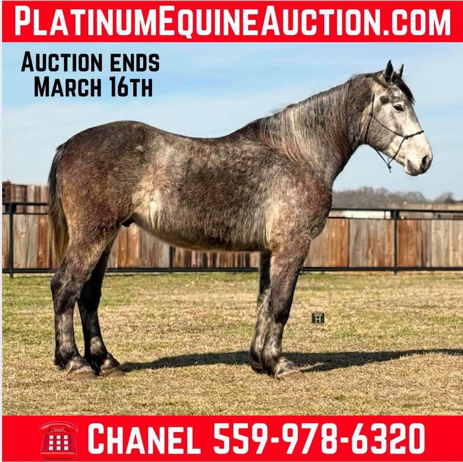 Percheron, 5yo Percheron gelding, 16.1hh