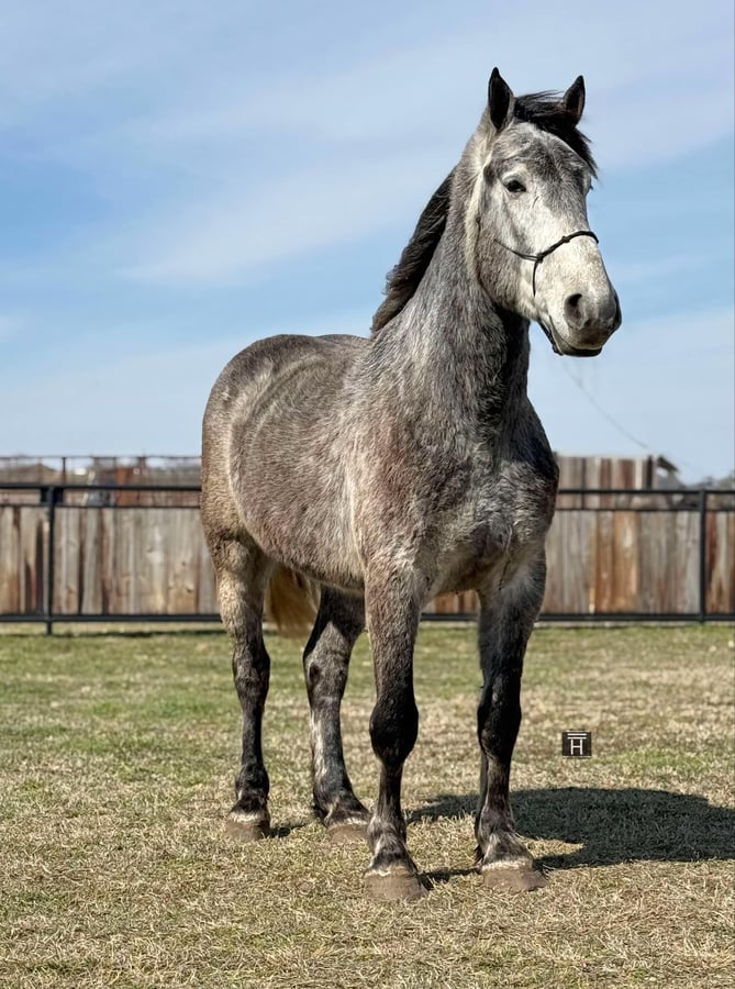 Percheron, 5yo Percheron gelding, 16.1hh
