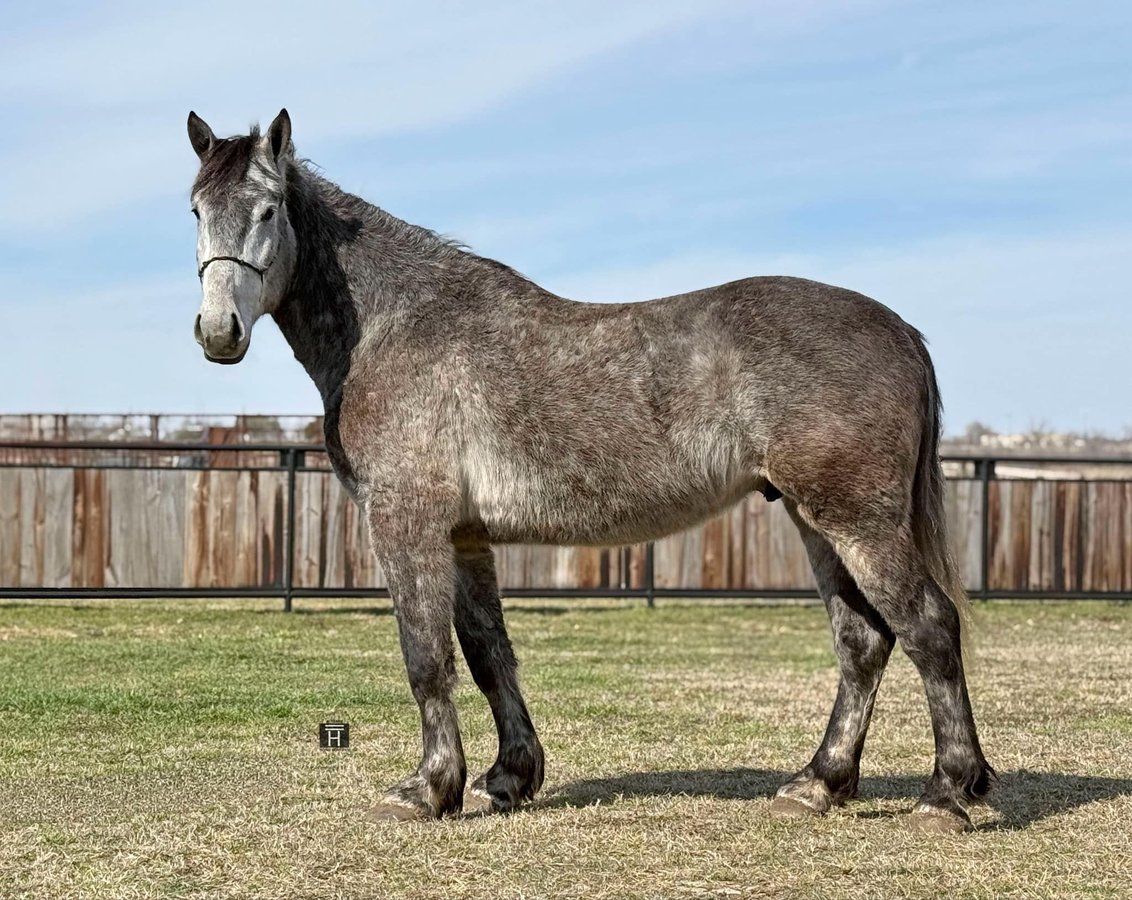 Percheron, 5yo Percheron gelding, 16.1hh