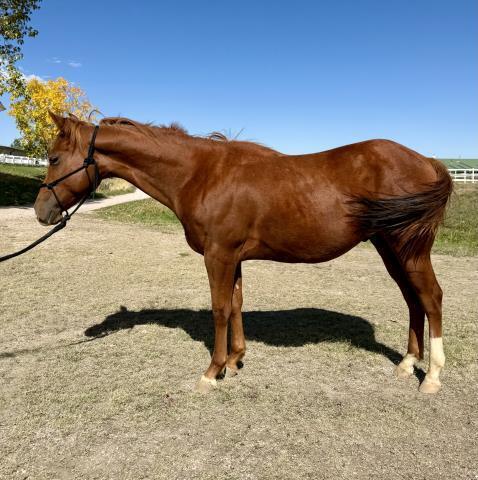 Curious George, 1yo gelding, 12.0hh
