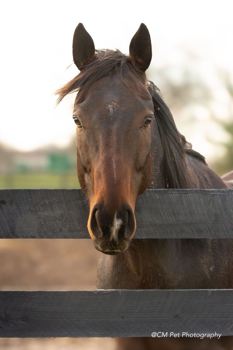 Pitch Dark (Preacher), 7yo Thoroughbred gelding, 16.1hh