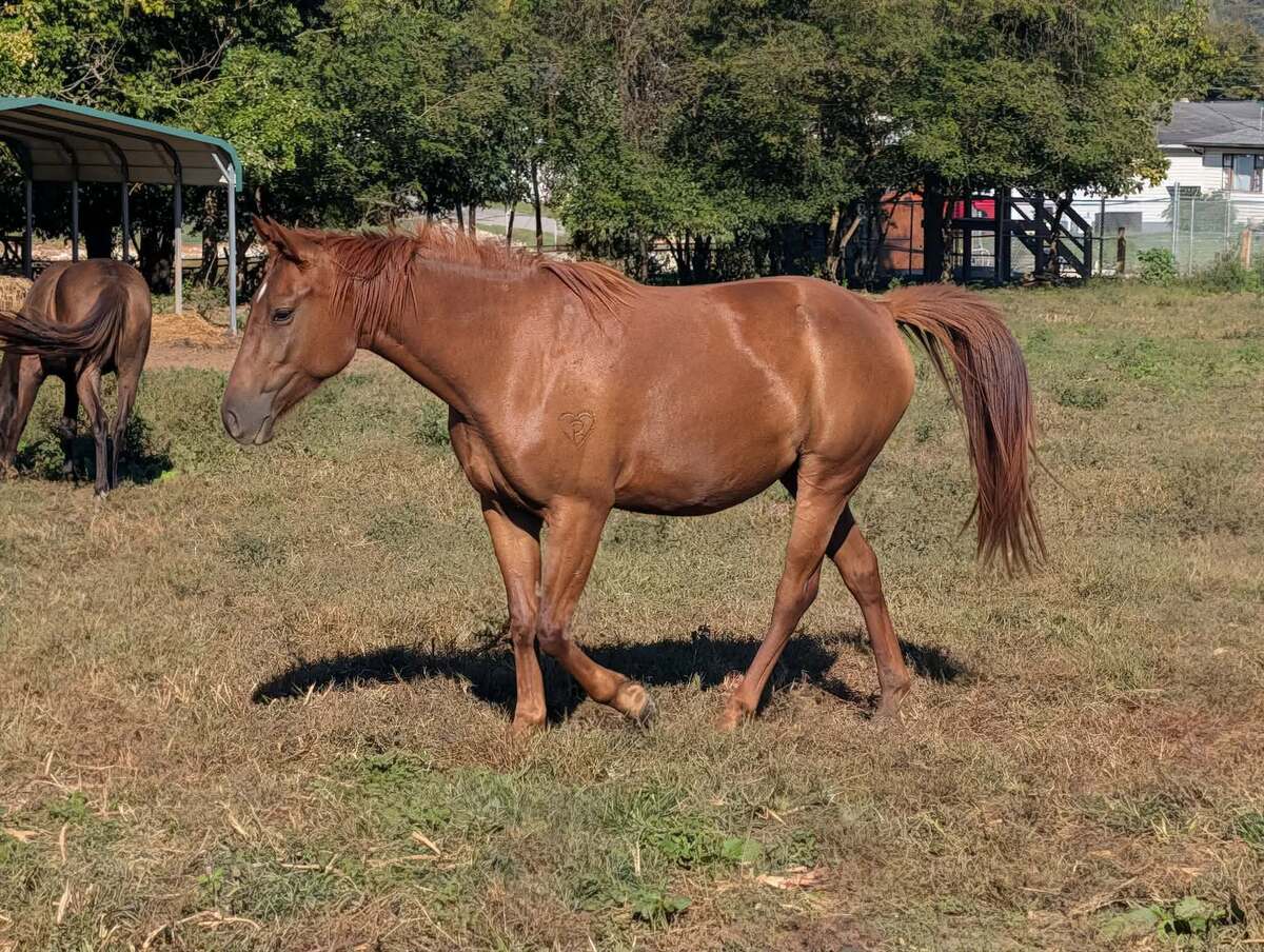 Merple, 3yo Thoroughbred/Other filly, 14.2hh