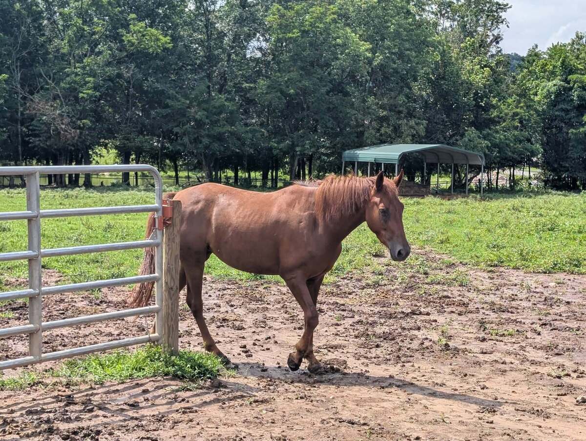 Merple, 3yo Thoroughbred/Other filly, 14.2hh