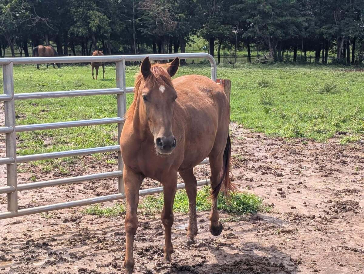Merple, 3yo Thoroughbred/Other filly, 14.2hh
