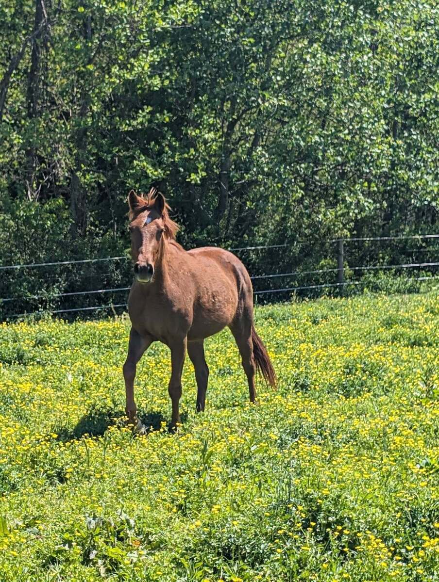 Merple, 3yo Thoroughbred/Other filly, 14.2hh