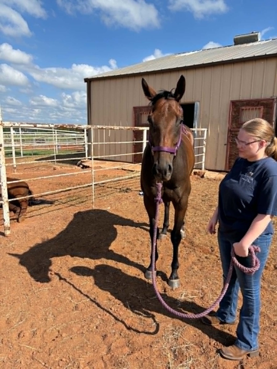 Even Terms, 5yo Thoroughbred gelding, 16.1hh