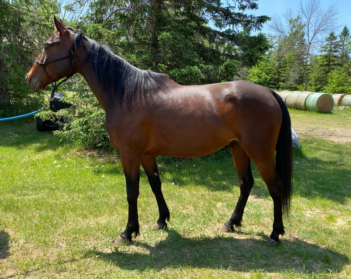 Cease Fire, 6yo Standardbred gelding, 14.3hh