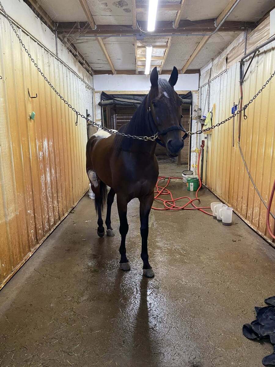 Cease Fire, 6yo Standardbred gelding, 14.3hh