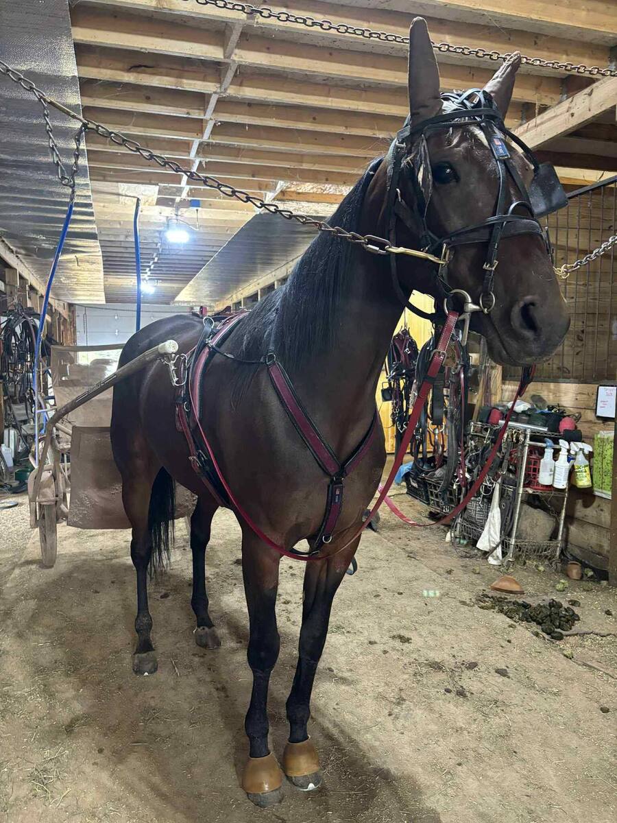 Cease Fire, 6yo Standardbred gelding, 14.3hh