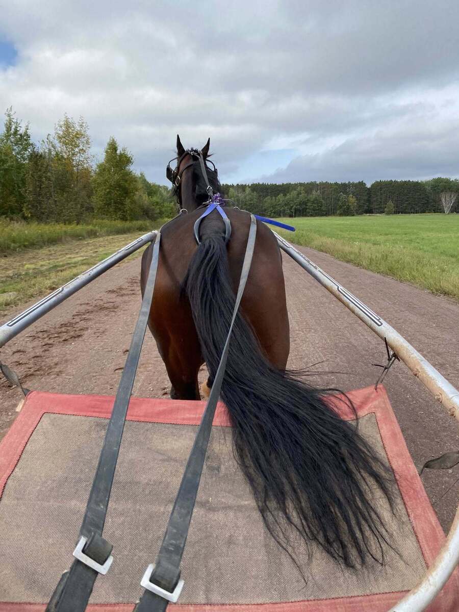 Cease Fire, 6yo Standardbred gelding, 14.3hh