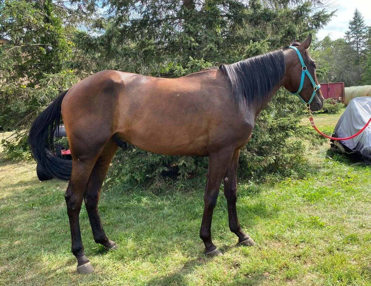Easy on the Rocks, 2yo Standardbred gelding, 15.0hh