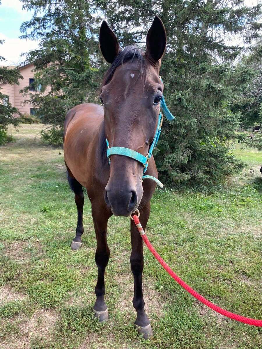 Easy on the Rocks, 2yo Standardbred gelding, 15.0hh