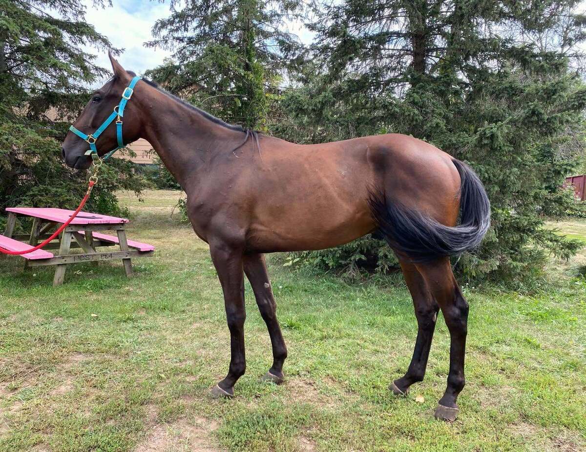 Easy on the Rocks, 2yo Standardbred gelding, 15.0hh