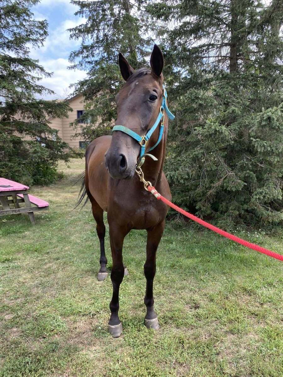 Easy on the Rocks, 2yo Standardbred gelding, 15.0hh