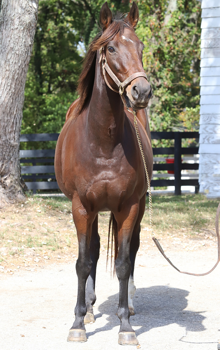 Dial Me, 12yo Thoroughbred mare, 16.0hh