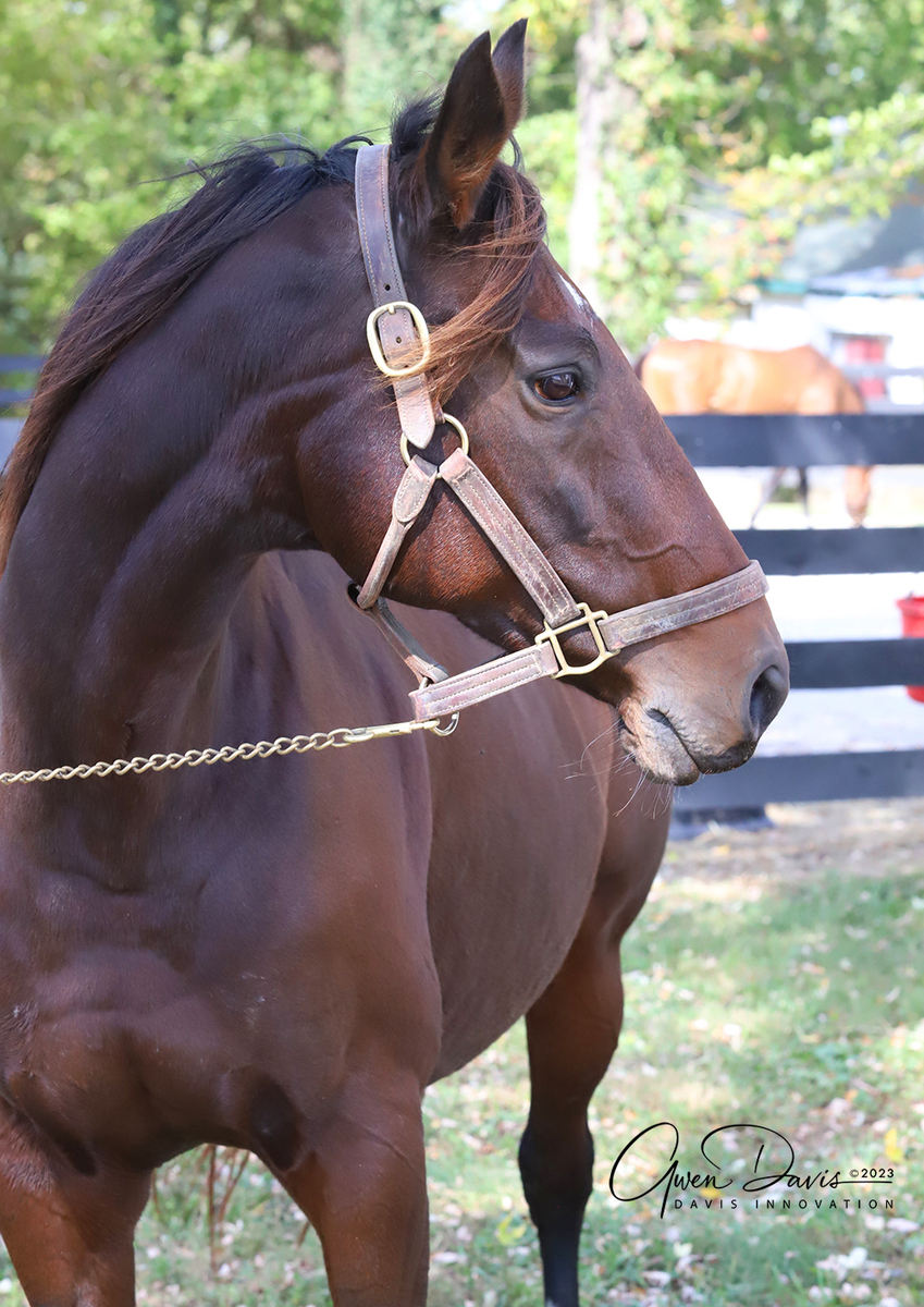 Dial Me, 12yo Thoroughbred mare, 16.0hh