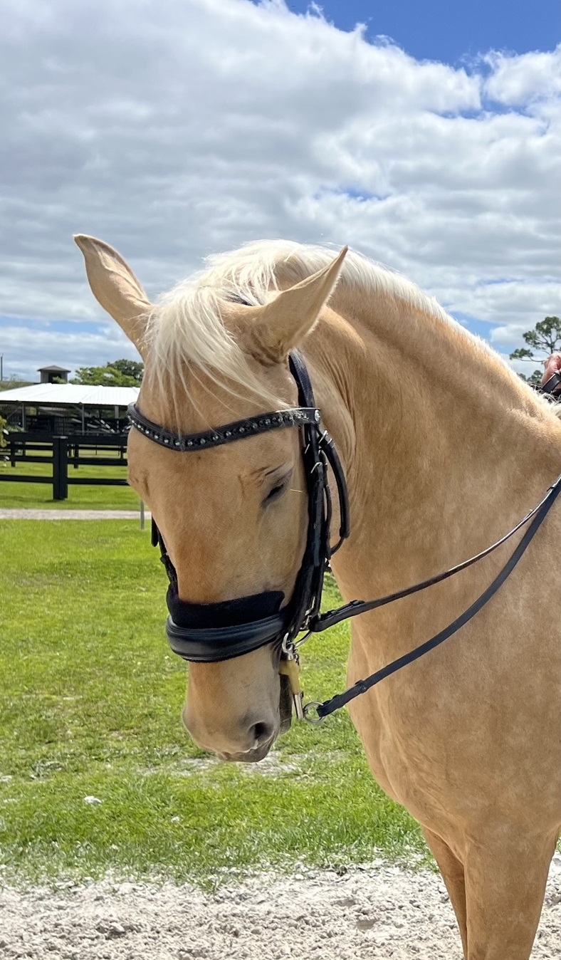 Jacythe, 10yo Andalusian mare, 15.2hh