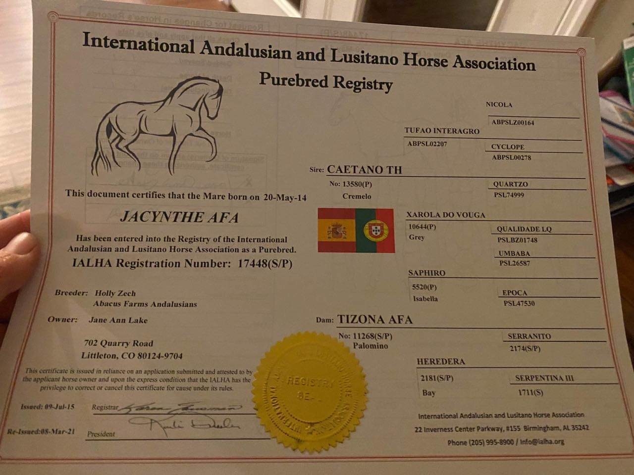 Jacythe, 10yo Andalusian mare, 15.2hh