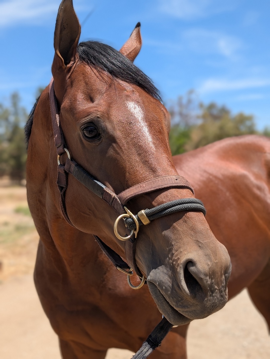 Yoshi, 3yo Thoroughbred gelding, 16.2hh