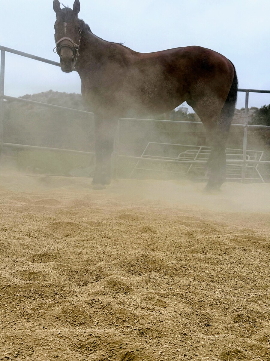 Yoshi, 3yo Thoroughbred gelding, 16.2hh